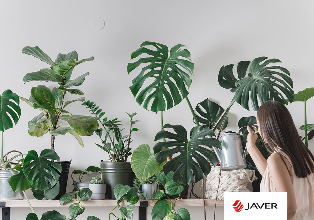 Tipo de plantas de interior - Javer Blog